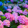 Hydrangea Forest Theme icon