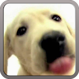 DOG SCREEN CLEANER LWP FREE icon