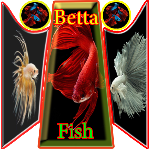 Betta Fish Wallpaper Download on Windows
