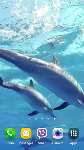 Dolphins +Sound Live Wallpaper Screen 3