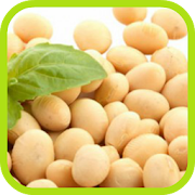 Soybean Cultivation  Icon