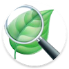 OpenCV Leaf Detect