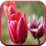 Cover Image of Download Good Morning Images 1.5 APK
