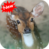 Deer wallpaper icon