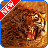Tiger Wallpaper HD icon