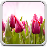 Tulips Live Wallpaper icon