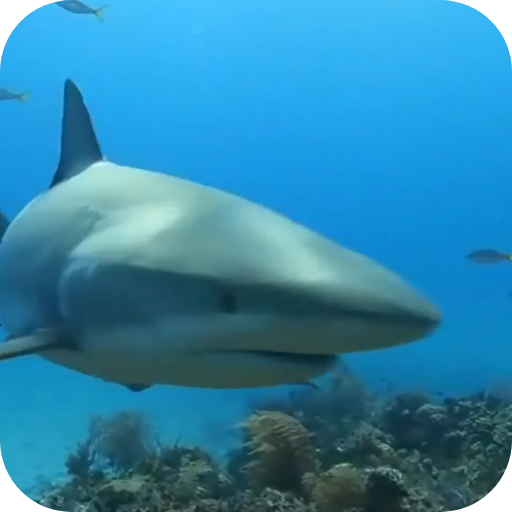 Shark Live Wallaper Download on Windows