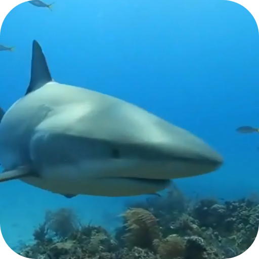 Shark Live Wallaper for PC / Mac / Windows 11,10,8,7 - Free Download ...