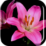 Blooming Flowers Live Wallpap icon