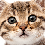 Cover Image of 下载 Cute Cat Wallpapers  APK