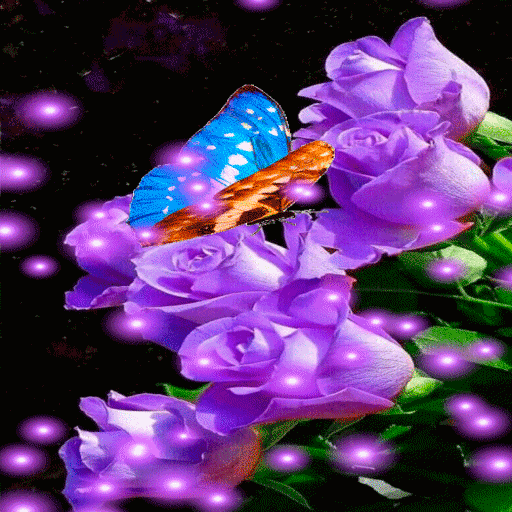 Purple Roses Butterfly LWP  Icon