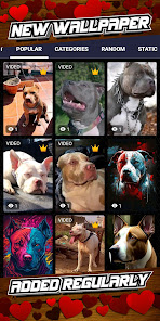 Imágen 8 fondo pantalla perros pitbull android