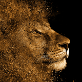 Cool Lion Wallpaper icon