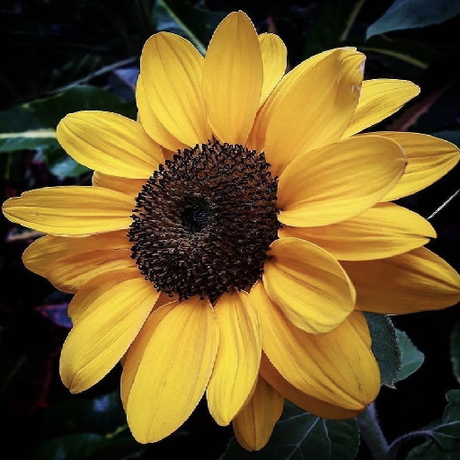 Sunflower Wallpapers Offline