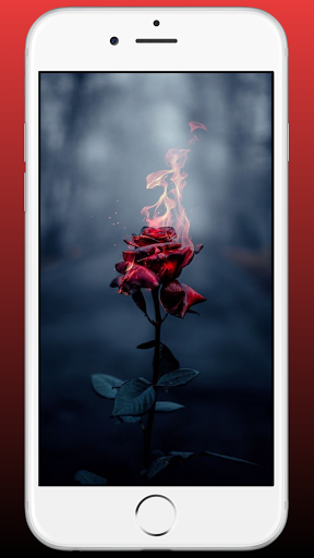 Red Rose Flower Wallpaper HD