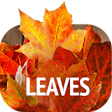 Leaves wallpapers icon