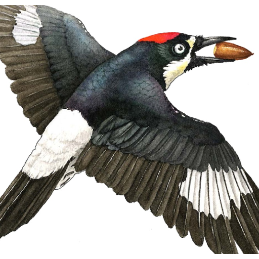Effie Yeaw Nature Center logo