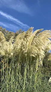 Feather Reed Grass Wallpaper