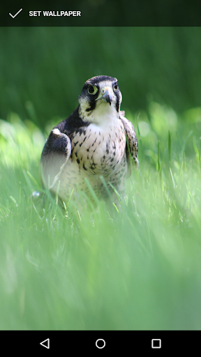 Fierce Falcon Wallpapers Screen 3
