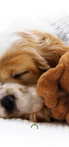 Puppy Wallpaper - Cute Dog 4K‏ 1.0.4 APK + Mod (Unlimited money) إلى عن على ذكري المظهر