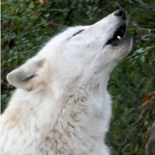 Wolf Live Wallpaper Pro logo