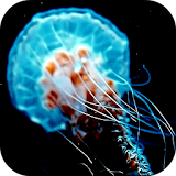 Jellyfish 3D Video LWP icon