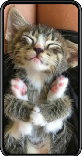 Cat Wallpapers Screen 3