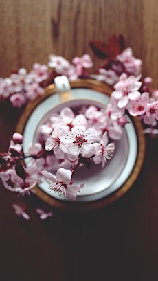 桜の壁紙 - 美しい桜の画像の壁紙のおすすめ画像4
