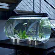 Aquarium Design