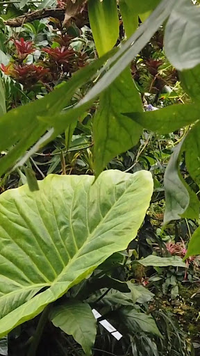 Android application greenhouse wallpaper screenshort