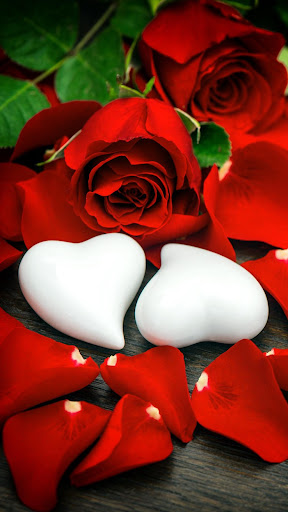 Red Rose Wallpapers Screen 2
