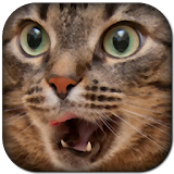 Funny Cat Sounds icon