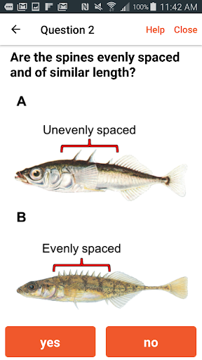 Baitfish Primer Screen 3