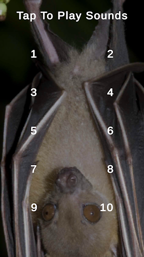 Android application Bat Sounds screenshort