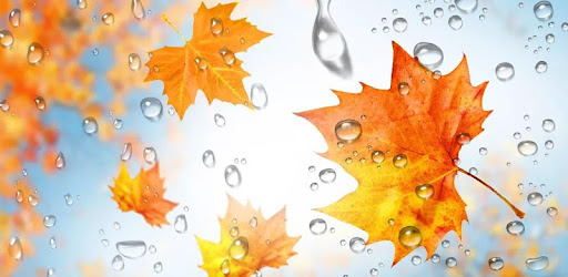 Maple Leaf Droplets Wallpaper