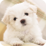 Puppy dog Live Wallpaper icon