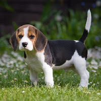 Download Beagle Dog Wallpaper Free for Android - Beagle Dog Wallpaper APK  Download 