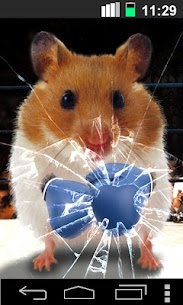 Funny Hamster Cracked Screen For PC installation