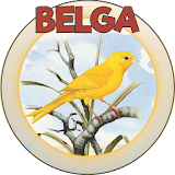 CANÁRIO BELGA icon