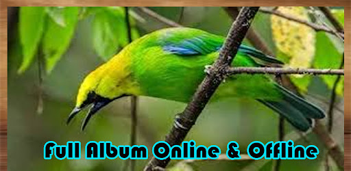 Masteran Cucak Ijo Gacor Isian