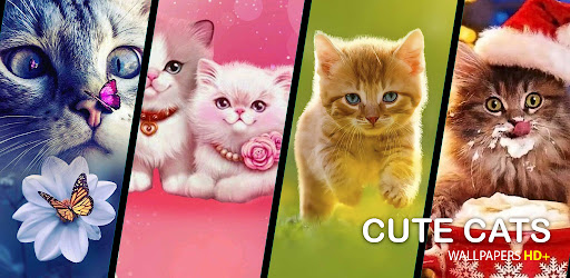 Cute Cats wallpapers HD+