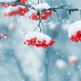Beautiful Winter Live Wallpape icon