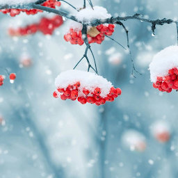 תמונת סמל Beautiful Winter Live Wallpape