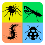 Insects Life Cycle Free icon