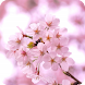 脱出ゲーム 春桜