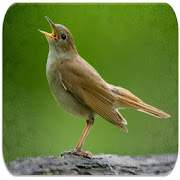 Nightingale bird sounds