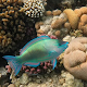 Parrotfish Species & Facts Auf Windows herunterladen