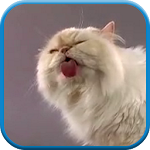 Cover Image of Herunterladen Cat screen licks Video LWP 2.0 APK