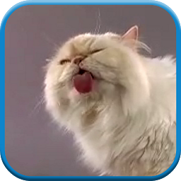 Icon image Cat screen licks Video LWP