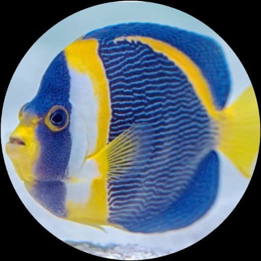 My Fish Game logo
